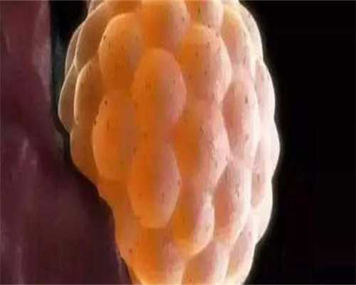 您是先将胚胎保存在试管中还是先移植它们？如果发生子宫粘连，取卵还是治疗