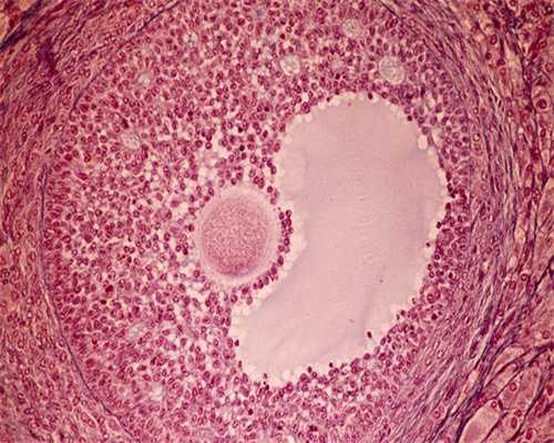 ，成都试管费用价格表成都妇幼试管费用[四川试管婴儿]